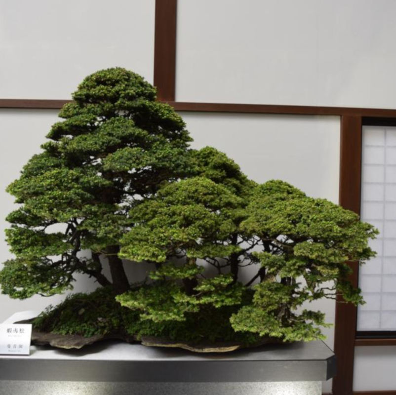 Bonsai Suiseki Magazine libri e risorse gratuite per chi si avvicina ai bonsai e dei suiseki