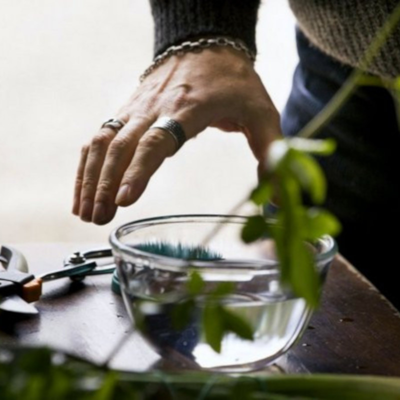 Bonsai Suiseki Magazine libri e risorse gratuite per chi si avvicina ai bonsai e dei suiseki